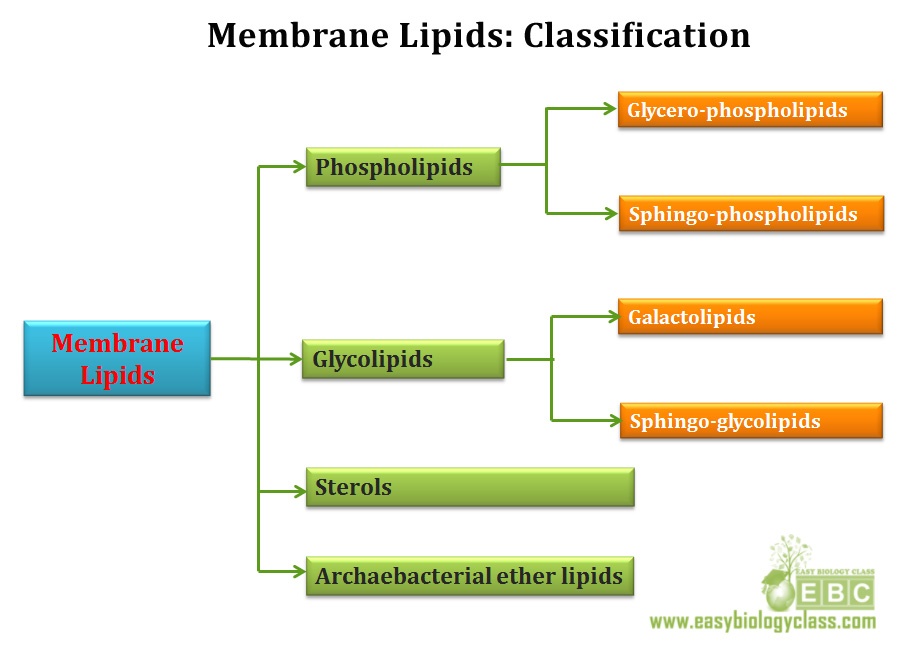 easybiologyclass, mind map membrane lipid classification chart