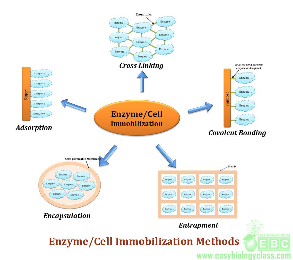 download cell cycle control and dysregulation protocols