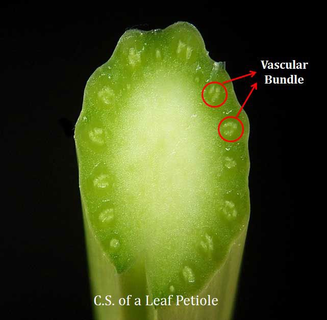 Structure &amp; Classification of Vascular Bundles in Plants