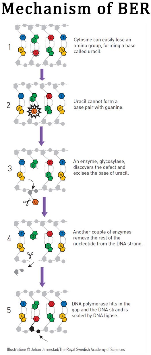 What is Base Excision Repair Pathway? | easybiologyclass dna diagram base 