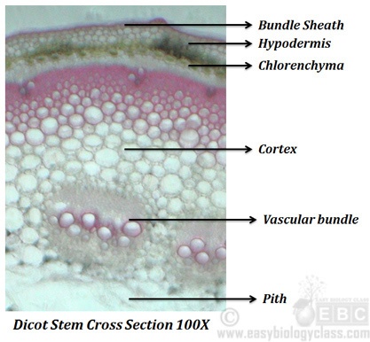 What is the difference between monocot and dicot stems?