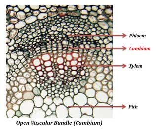 Dicot Stem Under Microscope: Plant Anatomy PPT | easybiologyclass