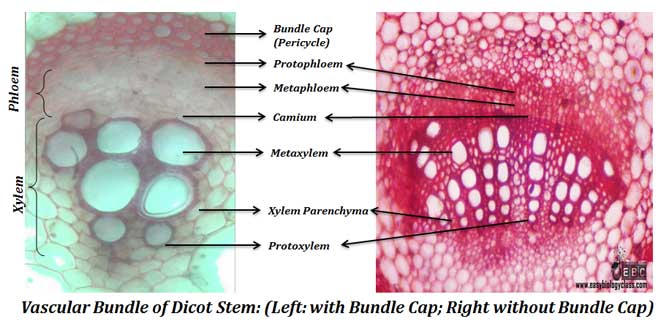 Dicot Stem Under Microscope: Plant Anatomy PPT | easybiologyclass