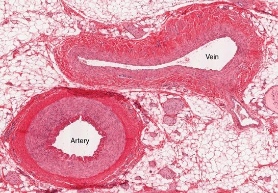 Difference between Arteries and Veins (Table) | easybiologyclass