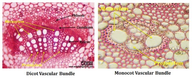 Protoxylem & Metaxylem: Comparison Table | easybiologyclass