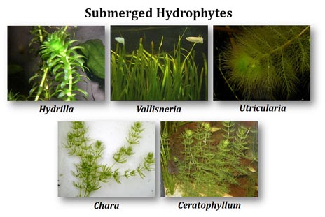 hydrophytes adaptations plants example aquatic water examples submerged hydrilla classification vallisneria ppt cabomba biology pond anatomical physiological morphological easybiologyclass roots