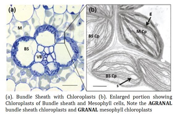 Mesophyll and Bundle Sheath Chloroplasts (Table) | easybiologyclass