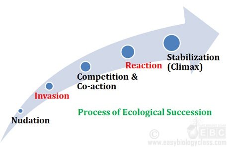 Stages of Ecological Succession (PPT) | easybiologyclass