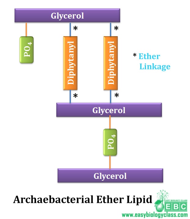 easybiologyclass, plasma membrane organization of archaebacteria
