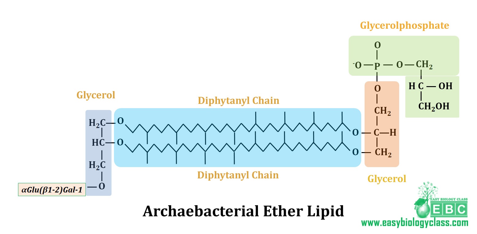 easybiologyclass, Archaebacterial ether lipids of plasma membrane