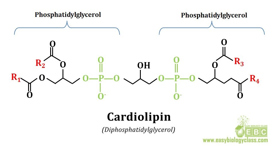 easybiologyclass, cardiolipin: lipid of inner mitochondrial membrane, endosymbiont theory evidence