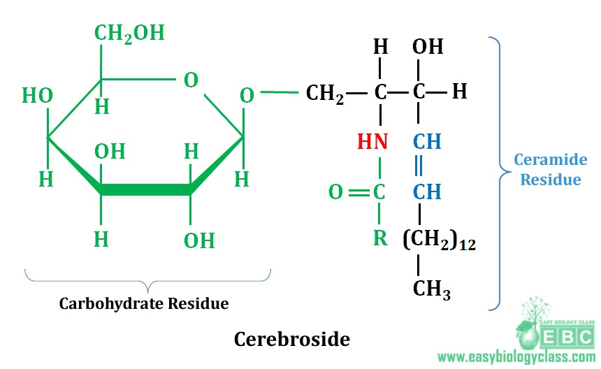 easybiologyclass, cerebroside structure and chemistry