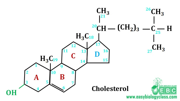easybiologyclass, Cholesterol structure with nucleus and side chain