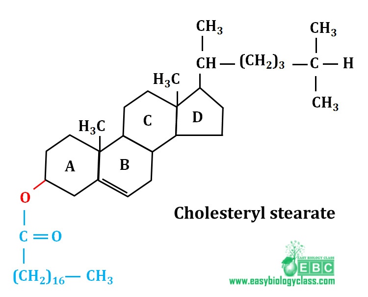 easybiologyclass, ester of cholesterol : cholesteryl stearate structure