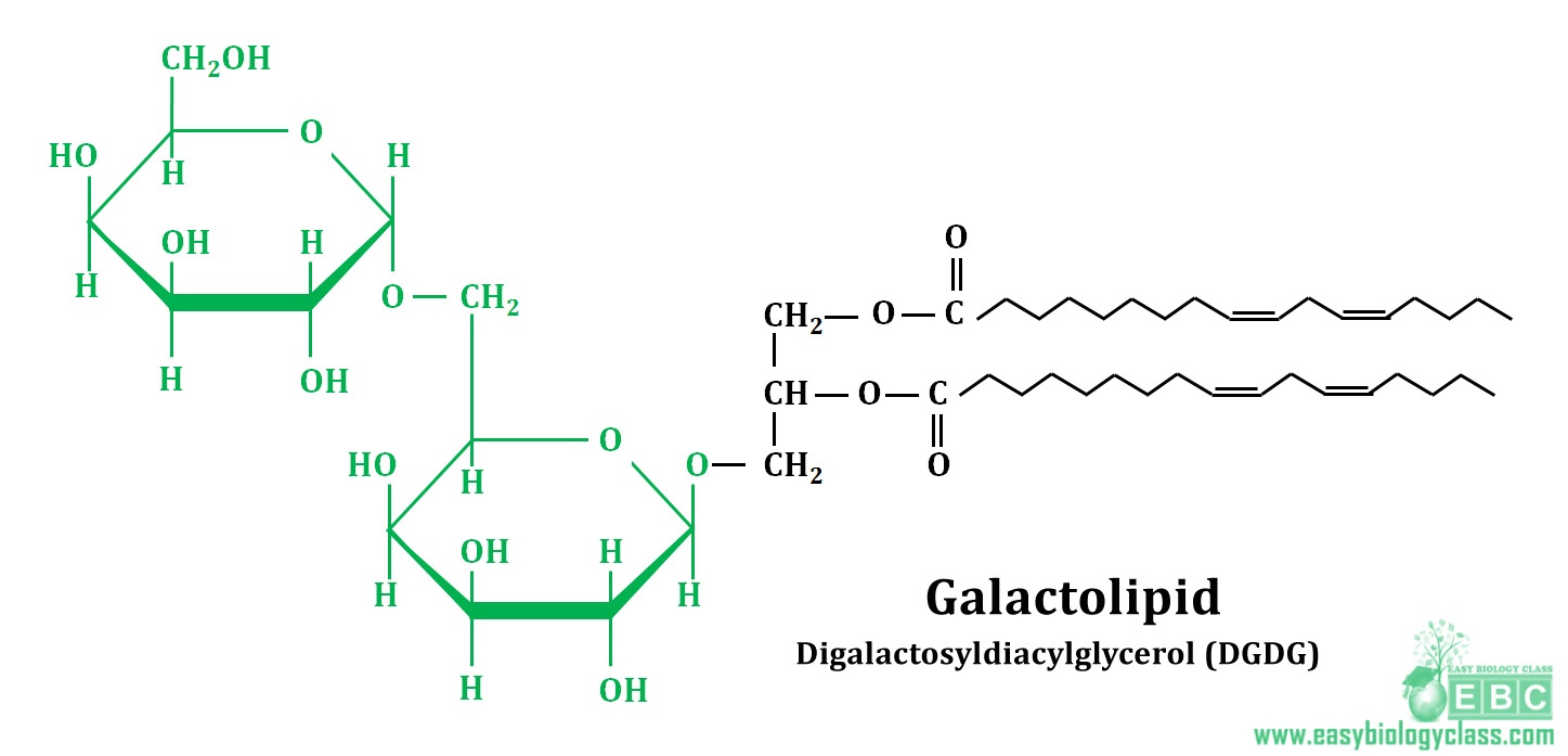 easybiologyclass, Galactolipid digalactosyldiacylglycerol DGDG a membrane galactolipid of thylacoid
