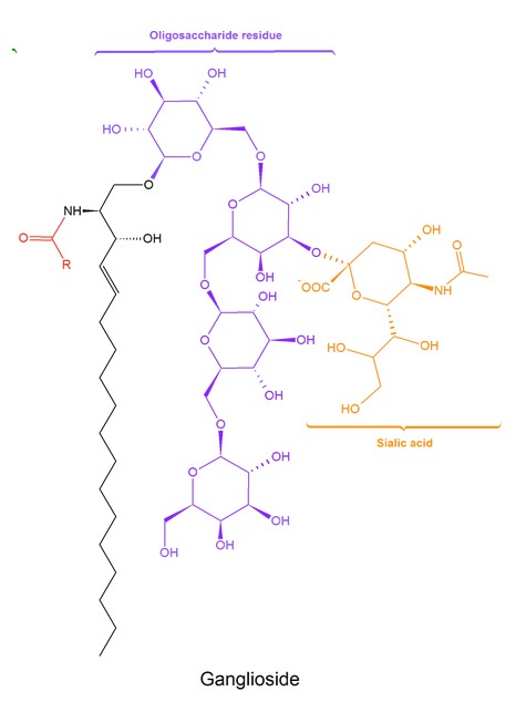 easybiologyclass, Ganglioside: most complex plasma membrane lipid with sialic acid