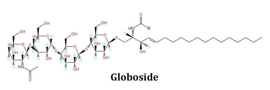 easybiologyclass, Globoside and glycolipid of plasma membrane
