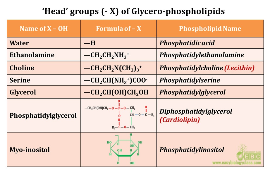 easybiologyclass, phosphatidic acid, phosphatidylethanolamine, lecithin, phosphatidylserine, phospatidylglycerol, cardiolipin, phosphatidylinositol