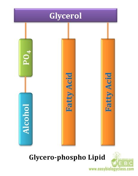 easybiologyclass, Diagrammatic glycerophospholipid