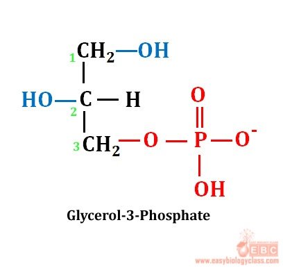 easybiologyclass, Glycerol 3 phosphate the back bone of all glycerolipids