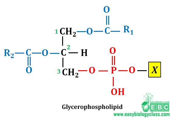 easybiologyclass, Glycerophospholipid structure : membrane lipid