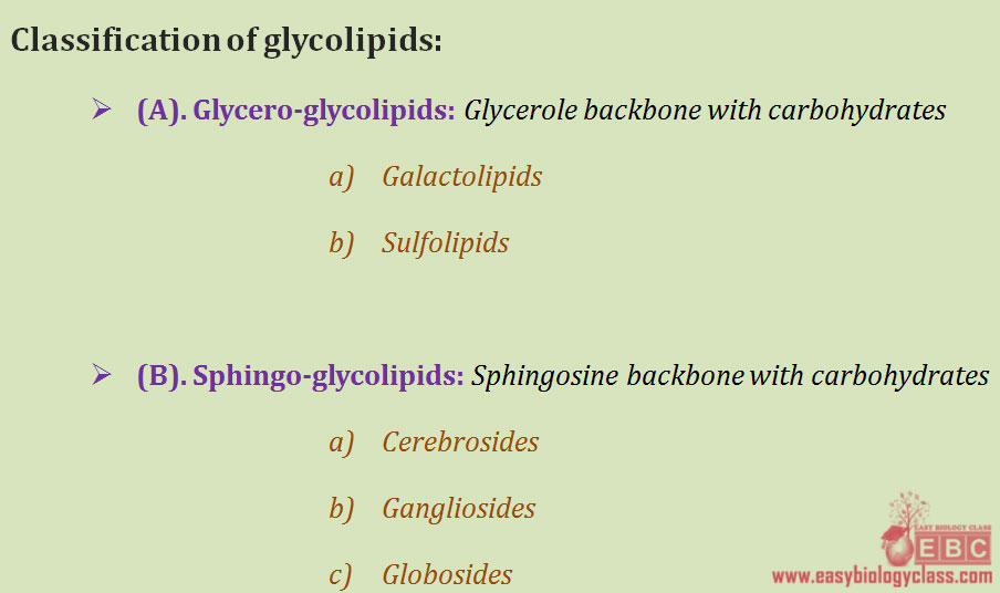 easybiologyclass, Classification chart of glycolipids: galacto lipids and sulfolipids