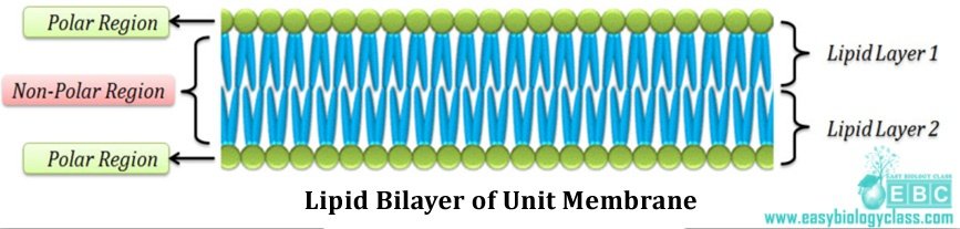 easybiologyclass, plasma membrane structure and organization, lipid bi-layer of plasma membrane