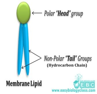 easybiologyclass, membrane lipid: polar head and non-polar tail group