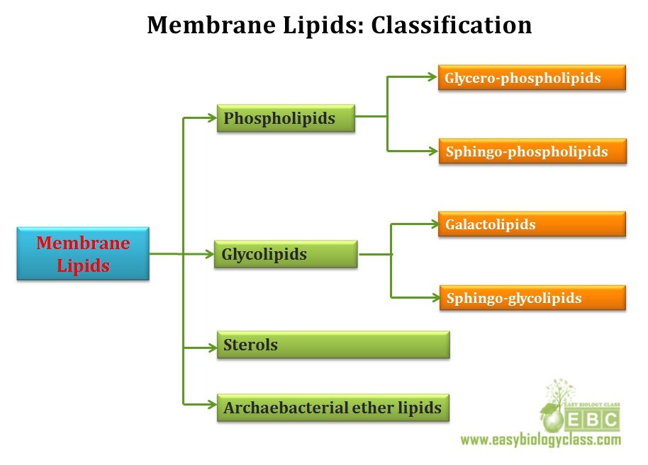 Classification Of Lipids Chart