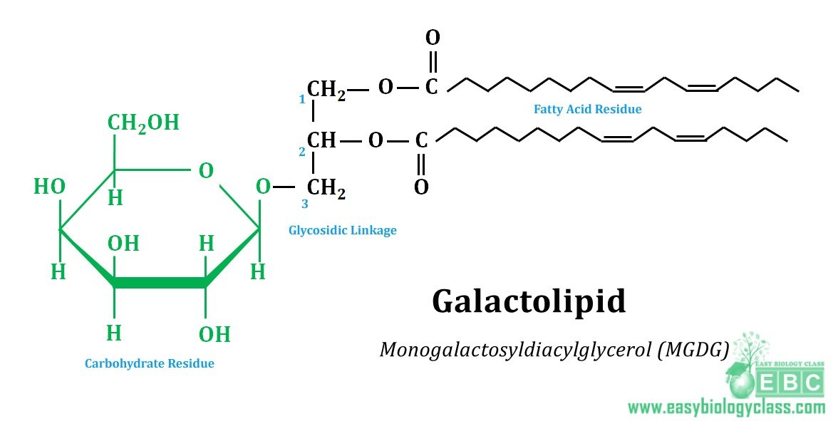 easybiologyclass, galactolipid of chloroplast membrane in plants