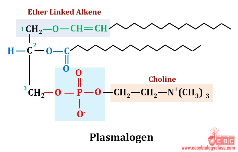 easybiologyclass, plasmalogen with choline