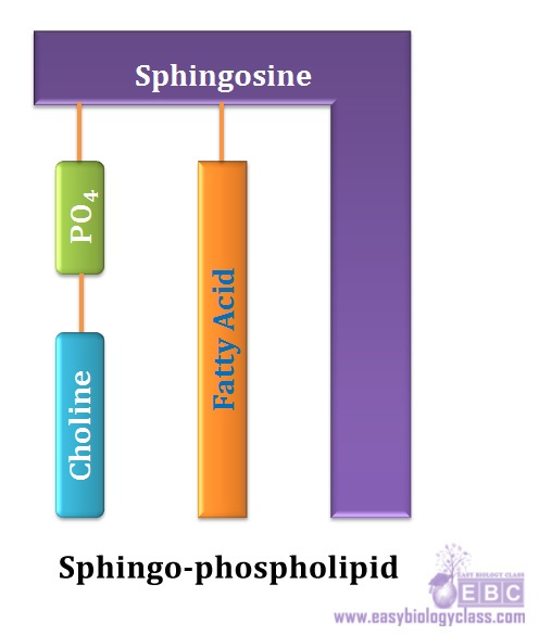 easybiologyclass, sphingo phospholipid diagrammatic