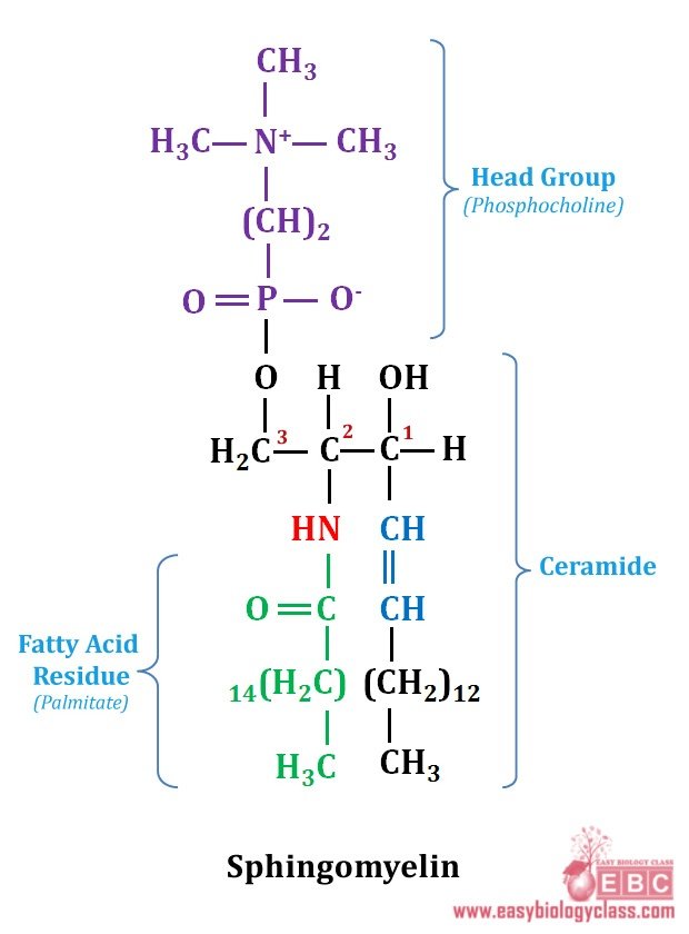 easybiologyclass, spingomyelin: the membrane lipids of myelin sheath