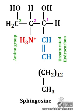 easybiologyclass, C18 amino alcohol of membrane lipids