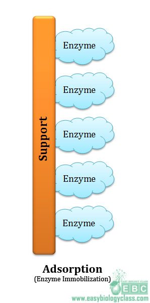 enzyme immobilization by adsorption