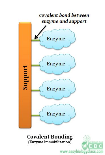 enzyme immobilization by covalent bonding