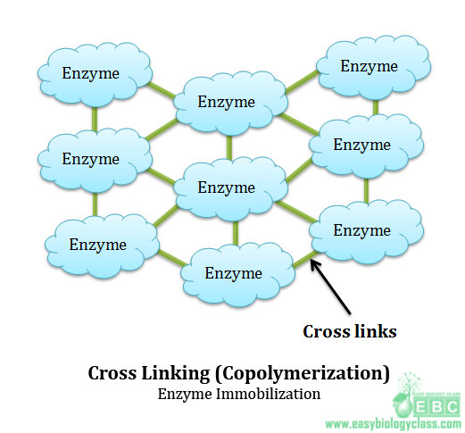 Cross linking or copolymerization 
