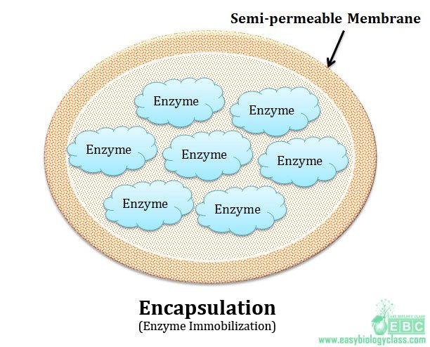 enzyme of whole cell immobilization by encapsulation