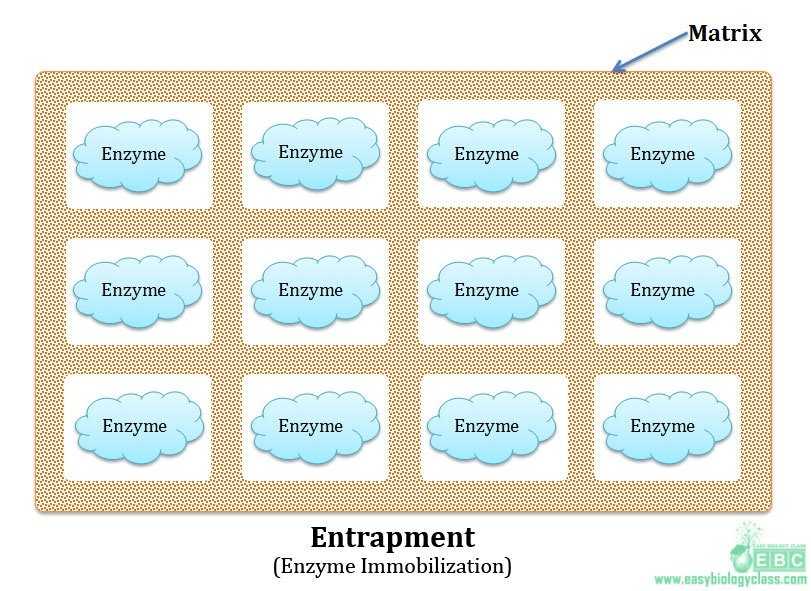 enzyme immobilization by entrapment