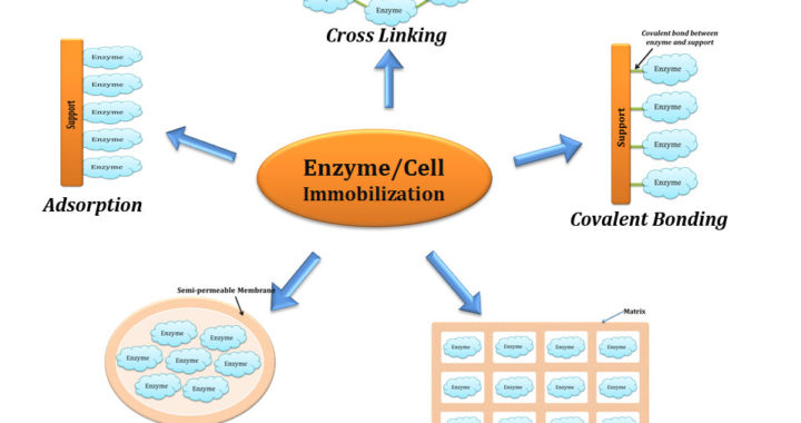 Enzyme immobilization methods