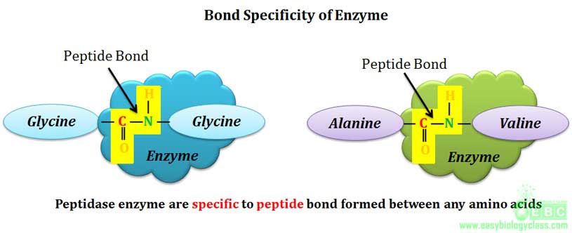 peptide bond bond specificity of peptidase