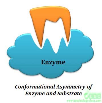 What Is Enzyme Substrate Specificity Easy Biology Class