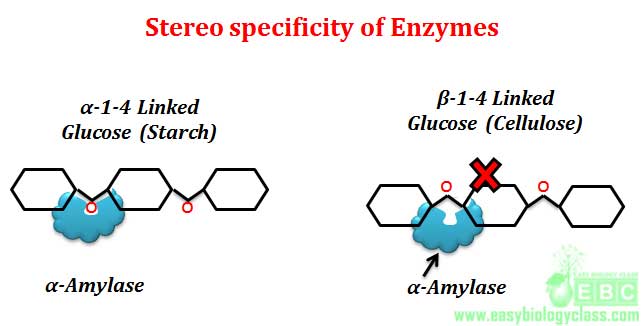 stereo specificity optical specificity of enzyme