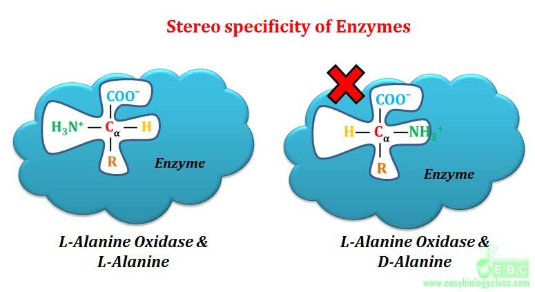 optical specificity of enzyme