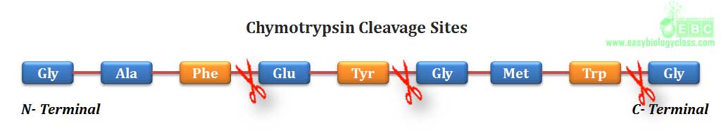 Chymotrypsin cleavage site on protein