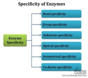 Enzyme visual data 8