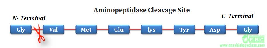 protease aminopeptidase cleavage site