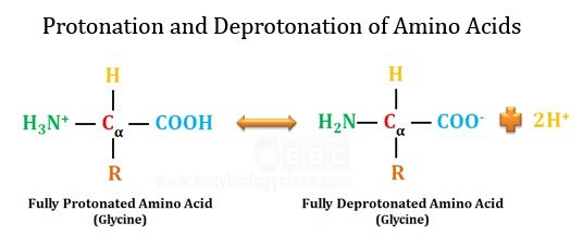 fully protonated and deprotonated amino acid