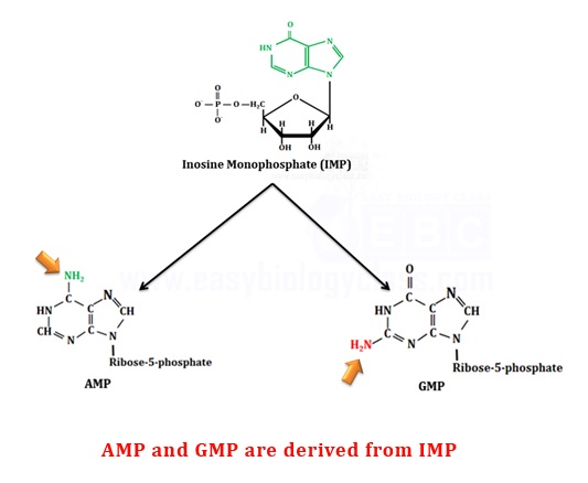 Adenine and Guanine synthesis from IMP