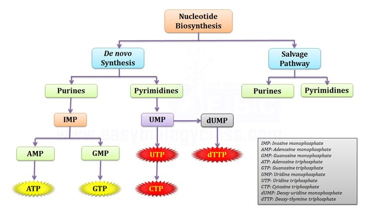 Biosynthesis of purine & pyrimidine